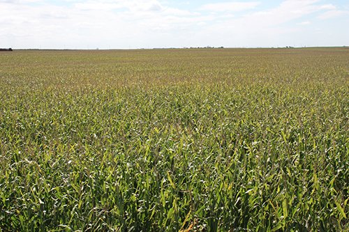 Property photo 96 - LAND AUCTION, 3255+/- Acres offered in 13 Tracts